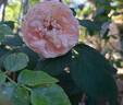 Donatella rose photo
