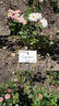 Egeskov ® rose photo
