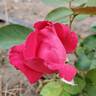 Bob Hope rose photo