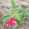 Bob Hope rose photo