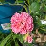 Treasure Trail rose photo