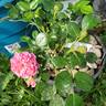Treasure Trail rose photo