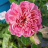 Treasure Trail rose photo