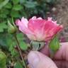 Ringo Double Pink rose photo