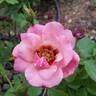 Ringo Double Pink rose photo