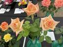 RBG rose photo