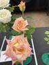 RBG rose photo