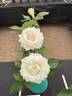 Whirlaway ™ rose photo