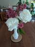 Elsa Sass peony photo