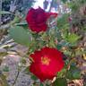 Ruby Ruby ™ rose photo