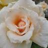 Medallion ® rose photo