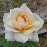 Medallion ® rose photo