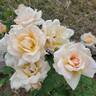 Medallion ® rose photo