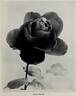 Edward Mawley rose photo