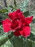 Dama di Cuori rose photo