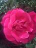 Grande Dame rose photo