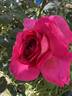 Baronne Edmond de Rothschild ® rose photo