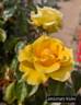 Anniversary Wishes rose photo
