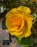 Anniversary Wishes rose photo