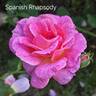 Spanish Rhapsody rose photo