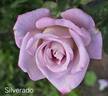 Silverado rose photo