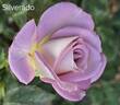 Silverado rose photo