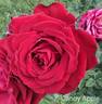 Candy Apple rose photo