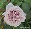 Grey Pearl rose photo