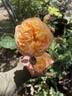 Flavorette™ Honey-Apricot rose photo