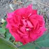 Bob Hope rose photo