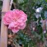 Mirato ® rose photo