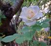 Perdita rose photo