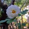 Perdita rose photo