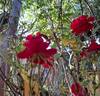 Ruby Ruby ™ rose photo