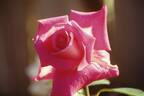 Clouseau rose photo
