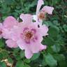 In Your Eyes™ rose photo