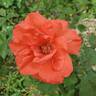 Tropicana rose photo