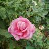 Mrs. B.R. Cant rose photo