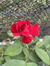 Dama di Cuori rose photo