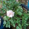 Mabelle Stearns rose photo