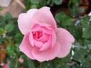 Eckart Witzigmann rose photo