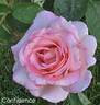 Confidence rose photo