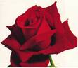 Norita ® rose photo