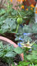 Louis XIV rose photo