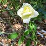 Memoire ™ rose photo