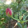 Queen of Elegance ™ rose photo