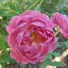 Queen of Elegance ™ rose photo