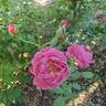 Queen of Elegance ™ rose photo