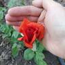 Gypsy (hybrid tea, Swim rose photo