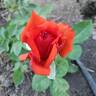 Gypsy (hybrid tea, Swim rose photo